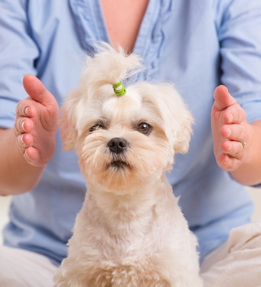 Animal Reiki Healing on a Dog