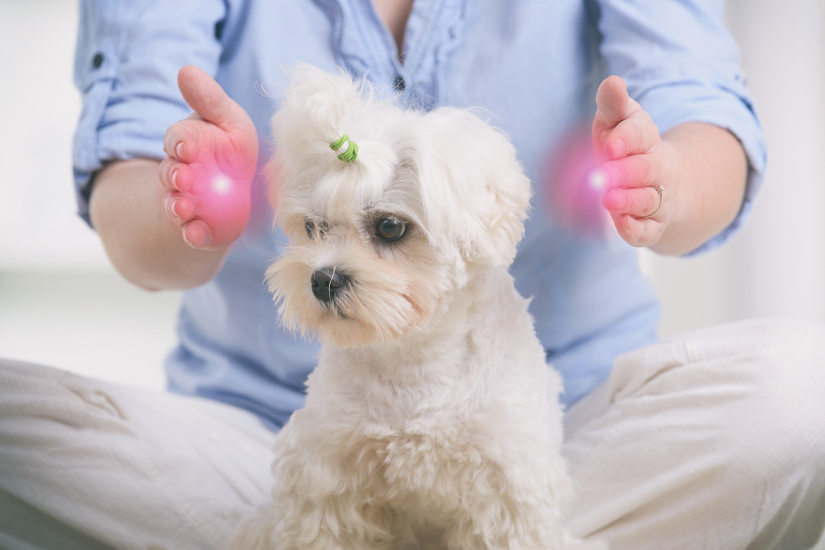 White dog having Animal Reiki Therapy performed. A woman's hands are glowing with pink balls of light representing reiki energy.